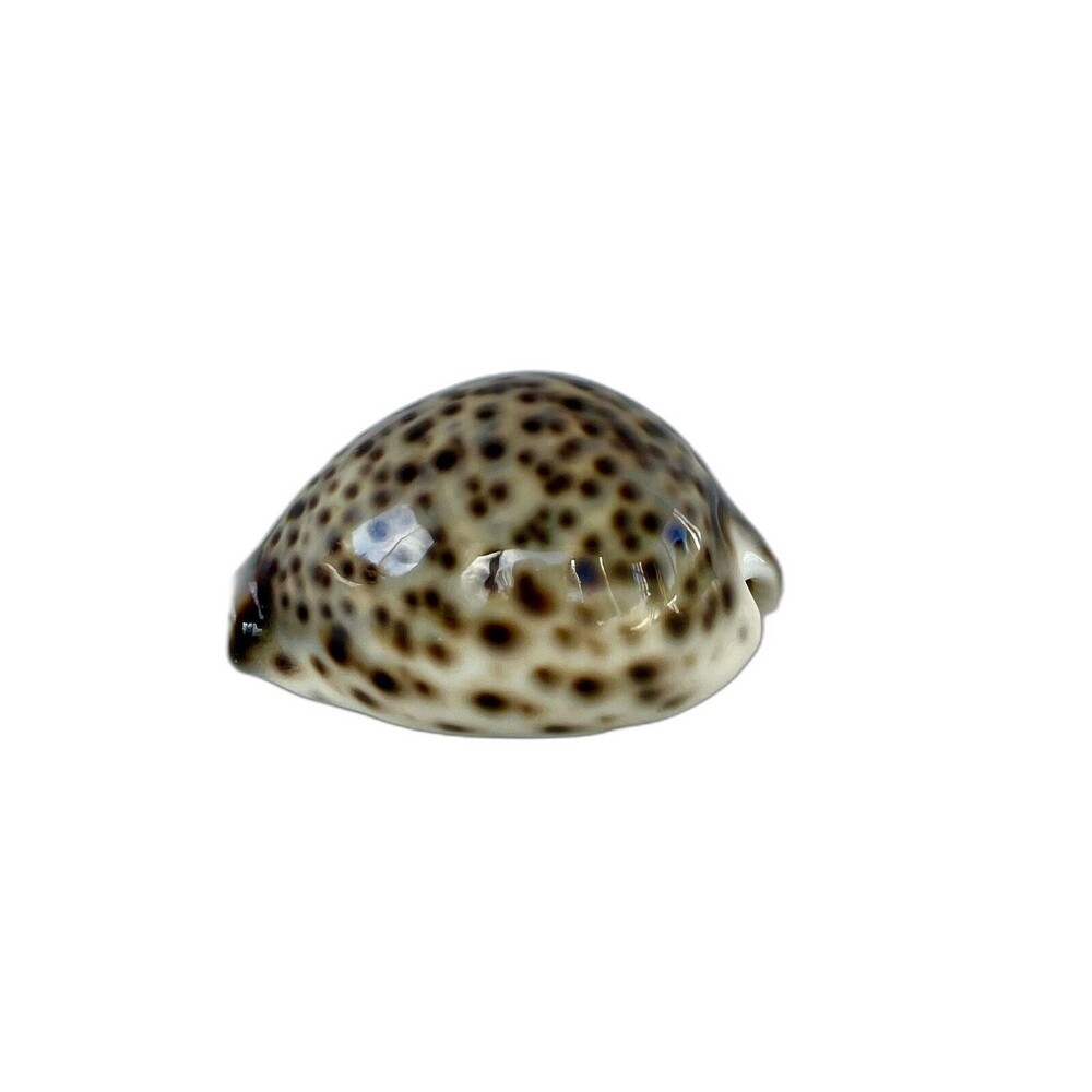VSCO Boho Beach Paperweight Cypraea Cervus Cowrie Seashell 2.5” 63mm Hawaii